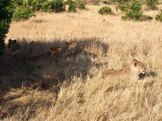 Lions resting in the plains of Masai Mara National Reserve during a wildlife safari, Kenya
