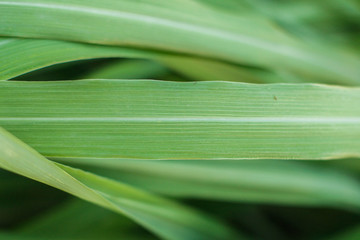 Citronella leaf. This photograph was taken in Limeira, São Paulo, Brazil. April, 2020.