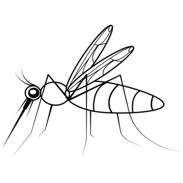 Vector linear mosquito on a white background. Stock image of a stylized insect drinking blood. Doodle illustration of a malaria peddler.