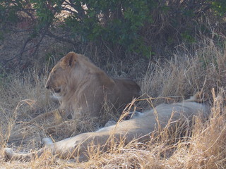 Lions resting in the plains of Masai Mara National Reserve during a wildlife safari, Kenya