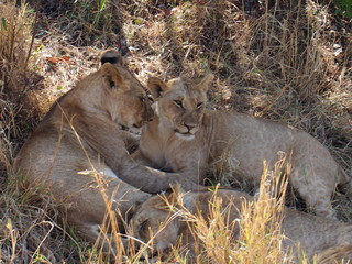 Lions resting in the plains of Masai Mara National Reserve during a wildlife safari, Kenya