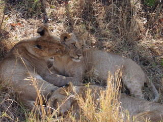 Lions resting in the plains of Masai Mara National Reserve during a wildlife safari, Kenya