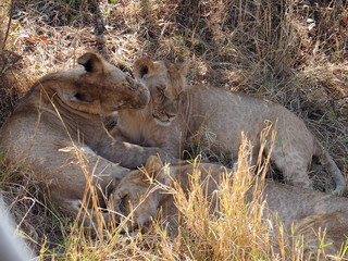 Lions resting in the plains of Masai Mara National Reserve during a wildlife safari, Kenya