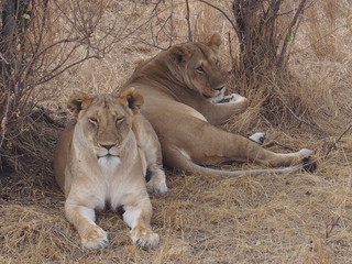 Lions resting in the plains of Masai Mara National Reserve during a wildlife safari, Kenya