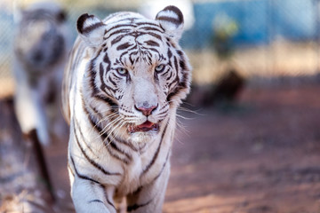 White Bengal Tiger in a close up view portrait looking into the camera