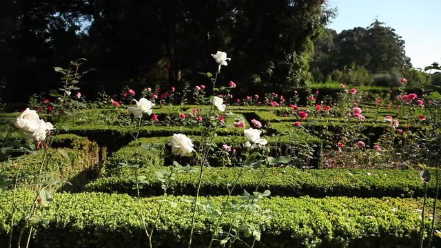 Dolly shot of white roses in Serralves Museum Gardens, Oporto, Portugal