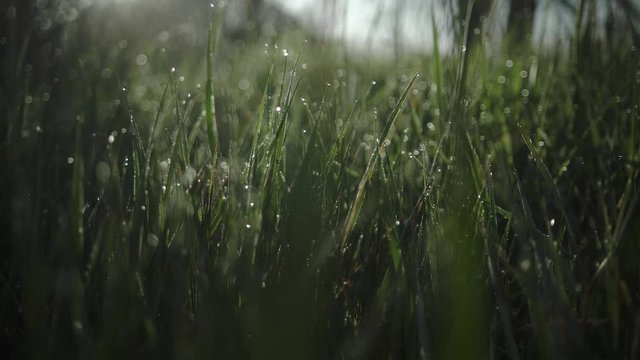 fresh morning water dew drops on vibrant green grass lit by the sun blowing in the wind close up zooming out through grass slow motion reveal