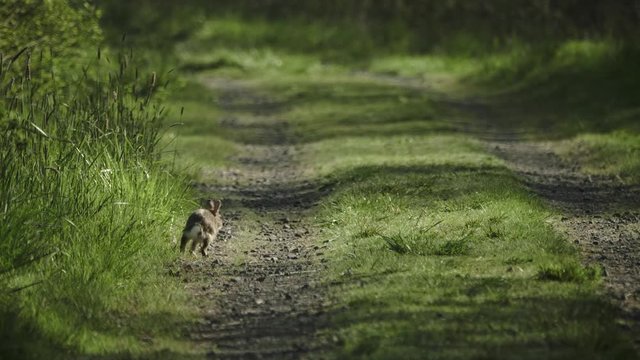 Cute brown rabbit bunny in grass running way hopping ant stopping to look slow motion spring