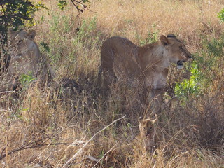 Lions resting in the plains of Masai Mara National Reserve during a wildlife safari, Kenya
