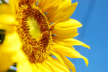 Cloe up blooming sunflower on blue sky background