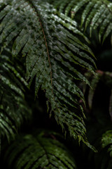 dark green fern leaf against a dark background