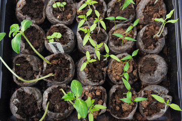 Overhead view of tomato, jalapeno, cucumber and strawberry seedlings growing in soil pellets before being planted in a garden