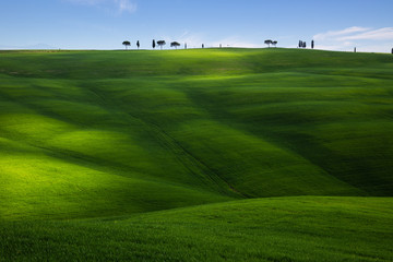 Green hillside field  in Tuscany, Italy