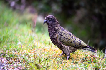 kea parrot bird of new zealand 