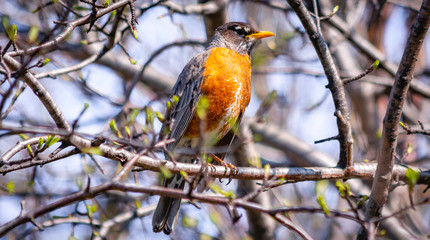 Robin on a Branch