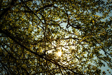 Blooming Leaves at Sunset