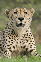 Naklejka na ściany i meble Adult male Cheetah Kruger Park South Africa
