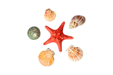 Seashells collection isolated on a white background. Starfish