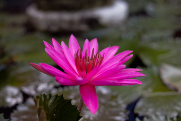 Purple water lily surrounded by leaves on surface of the pond. Close up of beautiful lotus flower. Flower background. Spa concept.