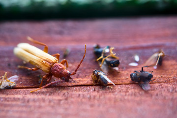 deadly insects lie next to each other color