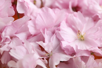 Beautiful sakura blossom as background, closeup. Japanese cherry