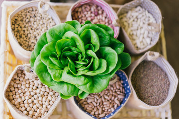 Aerial view of green butter lettuce vegetable with seeds