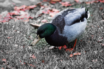 duck in the park