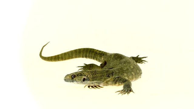 Savannah Monitor Lizard - Varanus exanthematicus on white background.