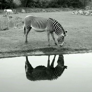 Side View Of A Zebra With Reflection On Landscape