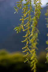 spring early morning dew on the willow branch