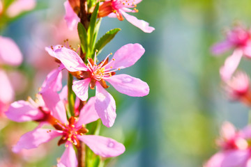 macro photo pink wildflowers close-up color nature