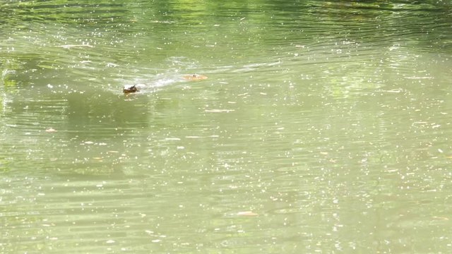 Asian common water monitor large varanid lizard native to Asia. Varanus salvator on the green grass near riverbank, lake or pond. Carnivore Reptile hunting. Wild dragon predator on Bangkok street.