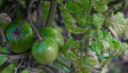 TOMATOES GREEN ORGANIC HUERTA