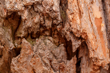 Natural wooden texture background. Closeup macro of old aged tree bark. Abstract oak tree nature backdrop, wallpaper. Unusual pattern surface with cracks, holes, curvy shape lines.