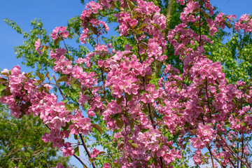Wild apple tree with pink-red flowers. Blue sky background. Concept of spring flowering, aroma.