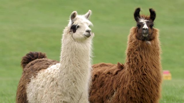 Two lamas on the farm starring at the camera