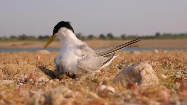 Little Tern mother comes and shades her cute babies in the nest to shade them from sun