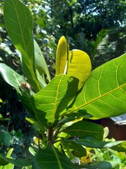 The cashew tree (Anacardium occidentale) with natural background