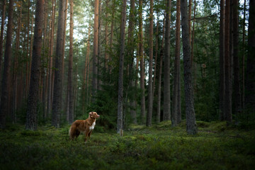 dog in the forest. Nova Scotia Duck Tolling Retriever in nature, among the trees. 