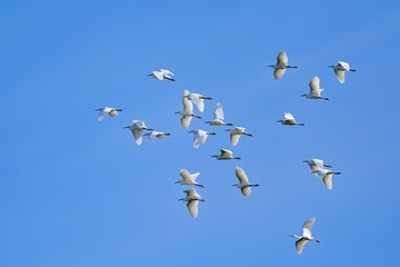 青空バックに悠然と飛ぶコサギの群れ