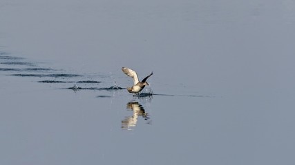 バタバタと水上を走るマガモ メス
