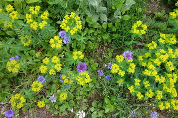 日本のカラフルな春の花