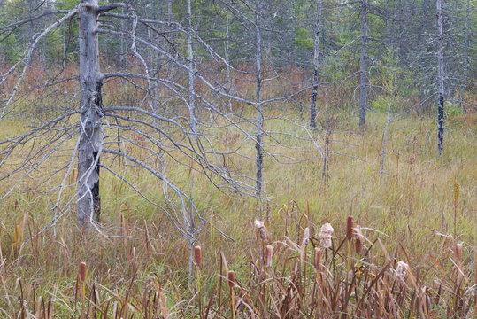 Long Dead Eastern Larch Trees Lend Their Skeletons To A Tamarack Bog Environment In Northern Wisconsin.