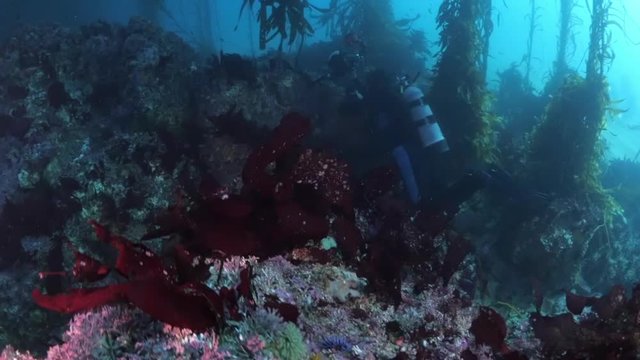 Man scuba diving over coral reef by kelps in ocean - Carmel by the Sea, California
