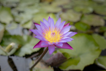 Lilac water lily with yellow pollen on surface of the pond. Close up of beautiful lotus flower....