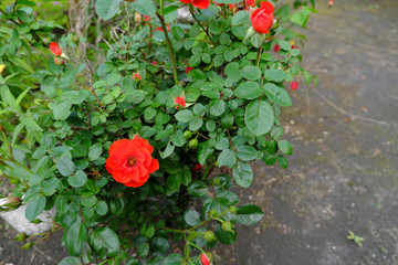 赤く咲いた薔薇の鼓動