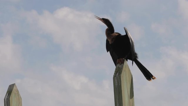 Large shorebird Anhinga calling and sitting on a post