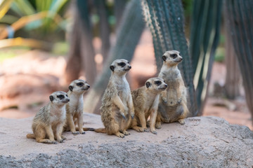 Suricata suricatta stands and observes