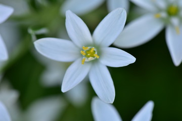オーニソガラムの花