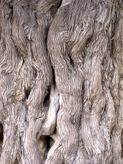twisted tree texture